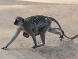 Africa 020 : Africa, Animal, Mammal, Mosi-Oa-Tunya National Park, Vervet Monkey, Zambia